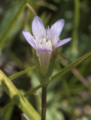 Gentianella amarella acuta
