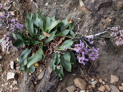 Limonium vulgare