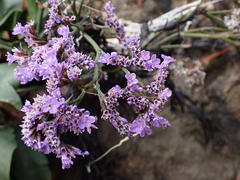 Limonium vulgare