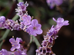 Limonium vulgare
