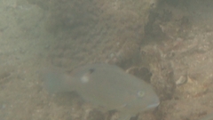 Choerodon schoenleinii