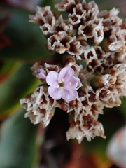 Limonium ovalifolium