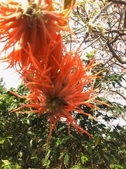 Erythrina abyssinica