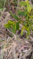 Billardiera mutabilis