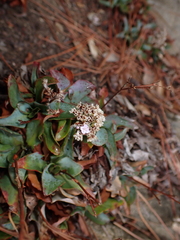 Limonium ovalifolium