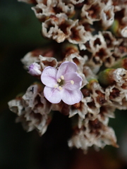 Limonium ovalifolium