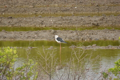 Himantopus himantopus