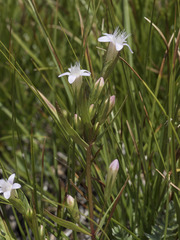 Gentianella amarella acuta