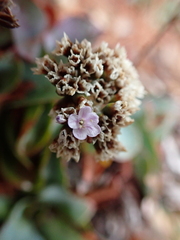 Limonium ovalifolium