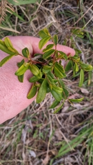 Billardiera mutabilis