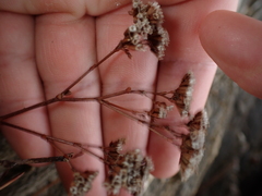 Limonium ovalifolium