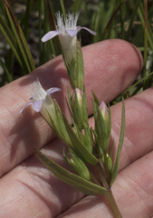 Gentianella amarella acuta
