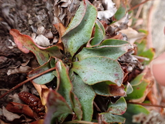 Limonium ovalifolium