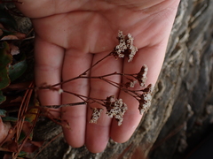 Limonium ovalifolium