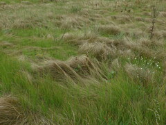 Carex praecox