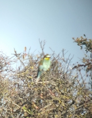 Merops apiaster