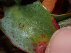 Limonium ovalifolium