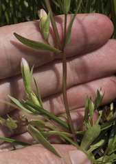 Gentianella amarella acuta