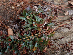 Limonium ovalifolium