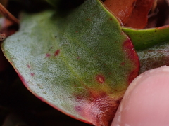 Limonium ovalifolium