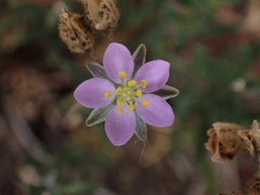 Spergularia