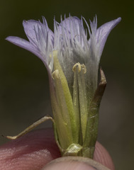 Gentianella amarella acuta