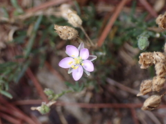 Spergularia