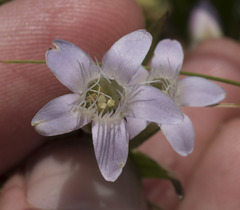 Gentianella amarella acuta