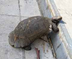 Testudo marginata