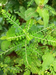 Phyllanthus amarus