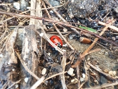 Coccinella septempunctata