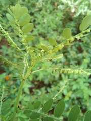 Phyllanthus amarus