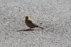 Macronyx capensis colletti