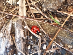 Coccinella septempunctata