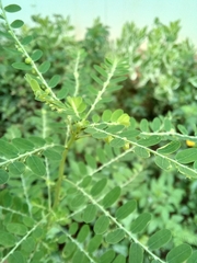 Phyllanthus amarus