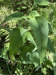 Parasenecio hastatus