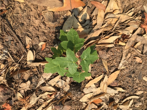 Big-leaf Maple seedling