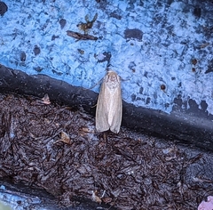 Noctuoidea