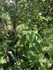 Parasenecio hastatus