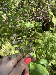 Parasenecio hastatus