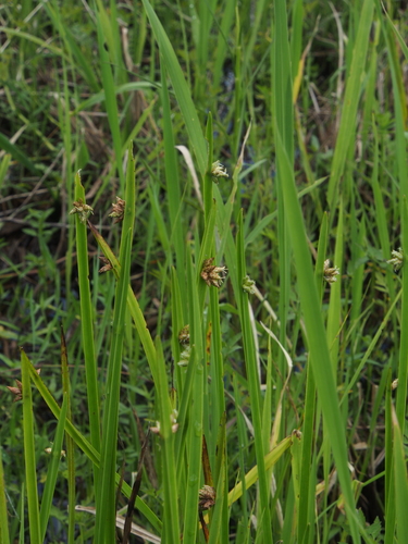 Schoenoplectiella triangulata