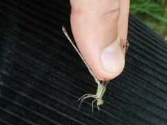 Lestes barbarus