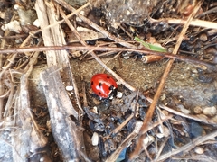 Coccinella septempunctata