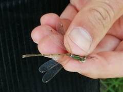 Lestes barbarus