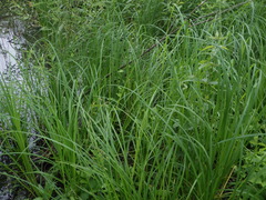 Carex acuta