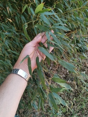 Phyllostachys nigra