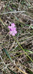 Dianthus campestris
