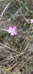 Dianthus campestris