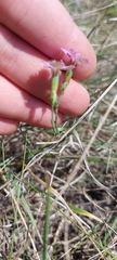 Dianthus campestris