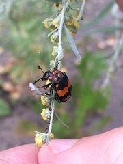 Nicrophorus vespilloides